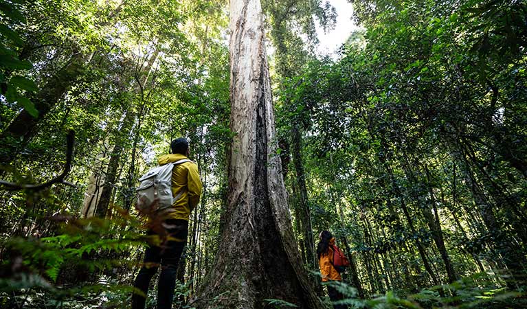 denman nsw National Parks and Hiking Trails