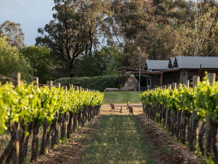 denman nsw Wine Tasting Tours