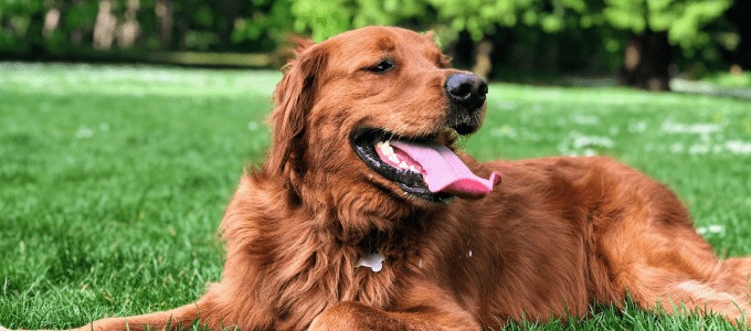 Pet-Friendly-Hunter-Valley